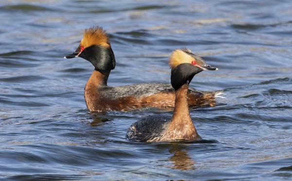 OUTIN ENSIKUVIA UUDELLA YHDISTELMÄLLÄ (Kuva: Outi Sarjakoski)