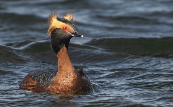 MUSTAKURKKU-UIKUT OVAT SAAPUNEET REVIIRILLEEN