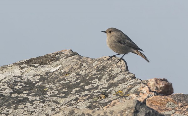 TOINEN HOTELLIALUEEN MULELEISTA