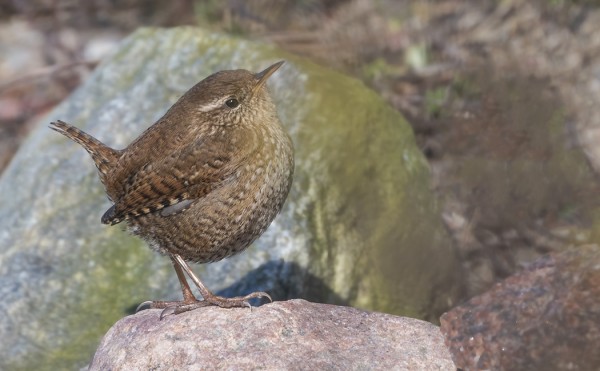 SAARESSA ON NYT VÄHEMMÄN PEUKALOISIA KUIN TALVELLA - OVAT JO LÄHTENEET MUUTOLLE, MUTTA UUSIA EI OLE JUURIKAAN TULLUT