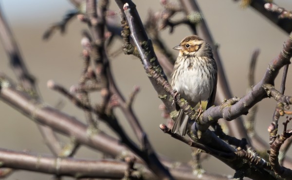 PIKKUSIRKKU KUVATTUNA TÄNÄÄN KOULUN LAHDEN RANNALLA