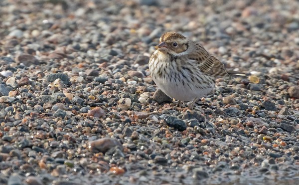 PIKKUSIRKKUA EN VÄSY KUVAAMAAN - TÄNÄÄN KOULUN LAHDEN RANNASSA