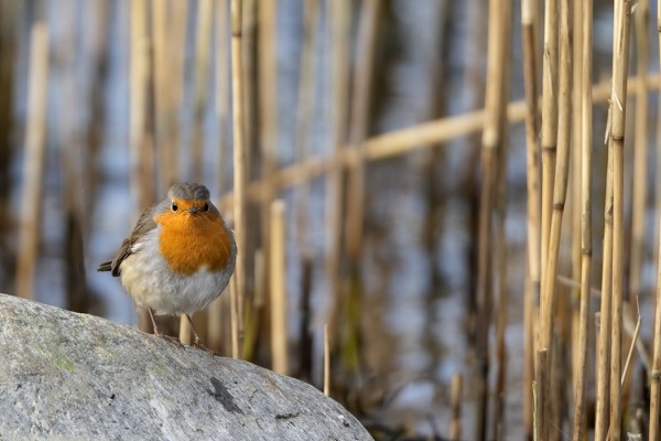 PUNARINTOJA ON EDELLEEN AJANKOHTAAN NÄHDEN NIUKASTI