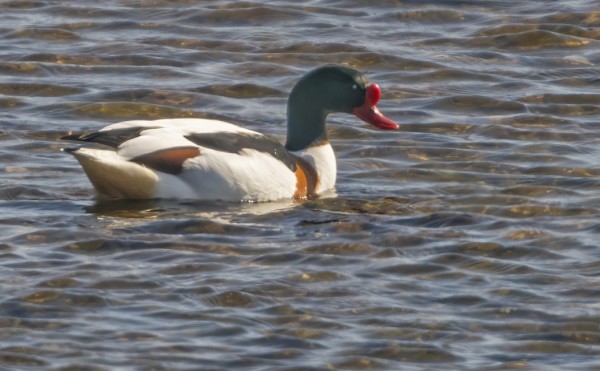 NYT KUN SAARESSA ON POIKKEUKSELLISEN VÄHÄN KULKIJOITA NIIN RISTISORSAT VIIHTYVÄT ITÄRANNALLA - TÄSSÄ KOMEANOKKAINEN KOIRAS