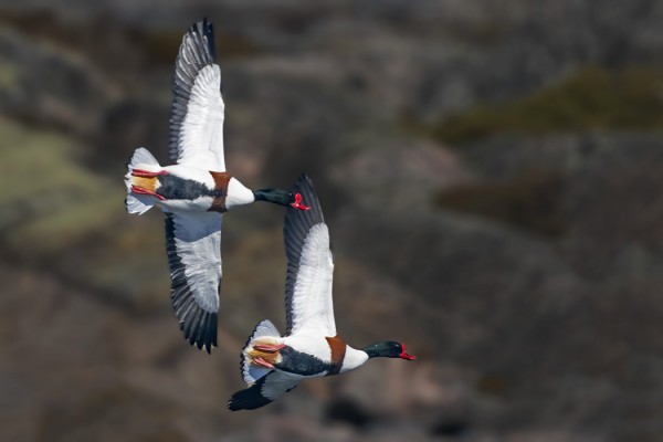 RISTISORSAKOIRAAT KISAILIVAT KESKENÄÄN