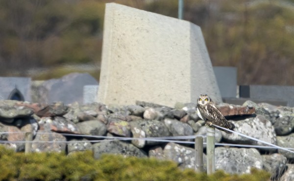 LÄMPÖVÄREILYSSÄ KAUKAA OTETU KUVA SUOPÖLLÖSTÄ HAUTAUSMAAN NURKALLA