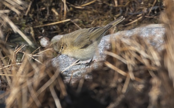 TILTALTTEJA ON VIELÄ OLLUT NIUKASTI