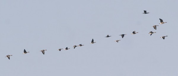 SEKAPARVESSA METSÄHANHIA, TUNDRAHANHIA JA MERIMETSOJA