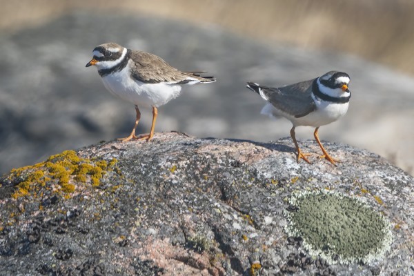 TYLLIT OVAT JO REVIIREILLÄ JA PITÄVÄT SOIDINTAAN