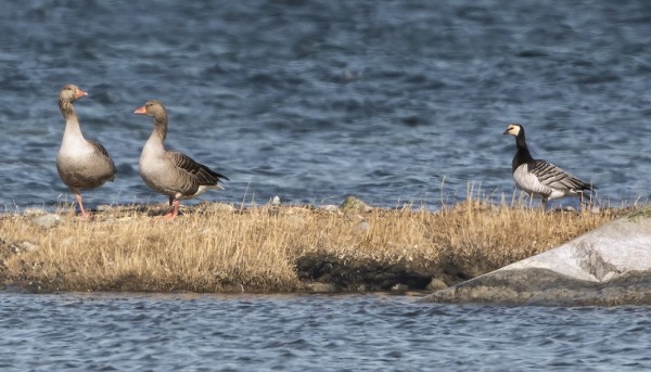 KEVÄÄN EKA VALKOPOSKIHANHI