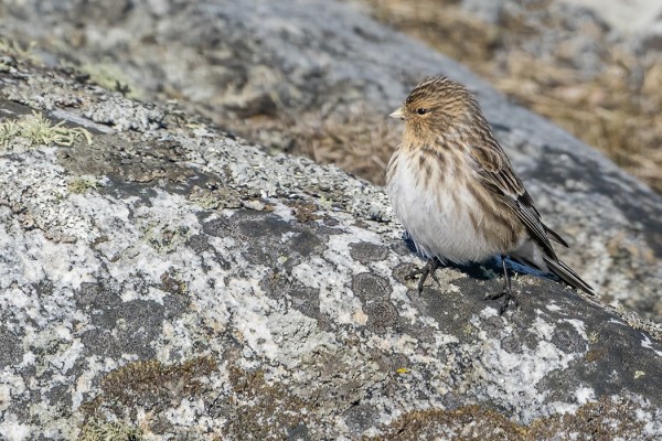 TOINEN PÄIVÄN VUORIHEMPOISTA