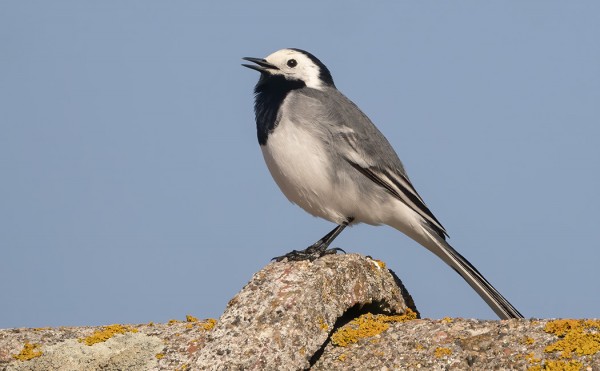 VÄSTÄRÄKIT ALKAVAT VASTA NYT YLEISTYÄ
