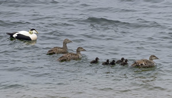 EIVÄT OLE PESIVÄT HAAHKAT VIELÄ IHAN TYYSTIN TÄÄLTÄ HÄVINNEET - TOISTAISEKSI YKSI POIKUE