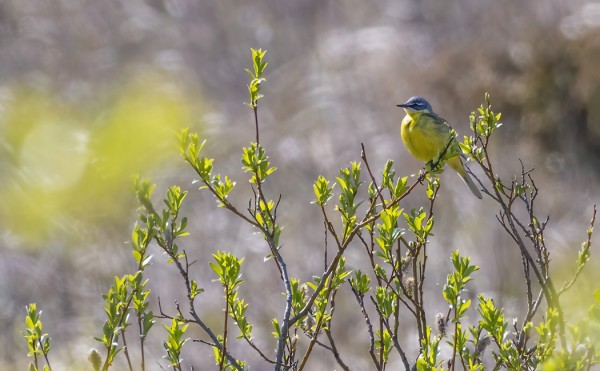 KELTAVÄSTÄRÄKKI PITÄÄ REVIIRIÄ ITÄNIITYLLÄ (Kuva: Outi Sarjakoski)
