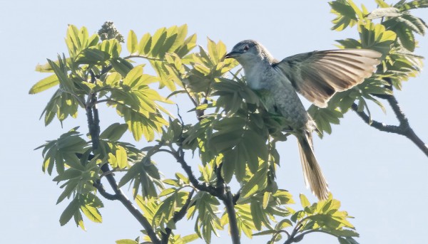 HUONOHKO VASTAVALOKUVA TOISESTA KIRJOKERTUSTA