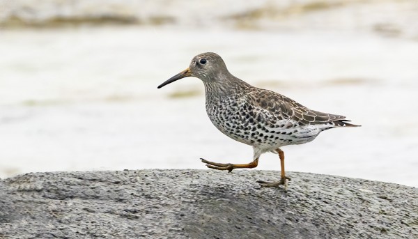 ETELÄKÄRJESSÄ VILISTI VIELÄ MUUTAMA MERISIRRI