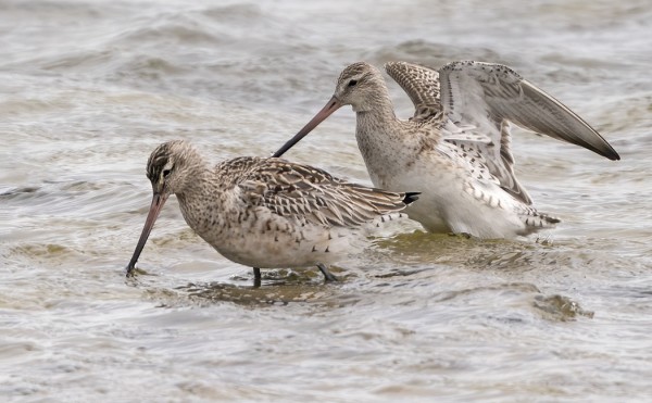 PARI PUNAKUIRIA SAAREN RANNALLA