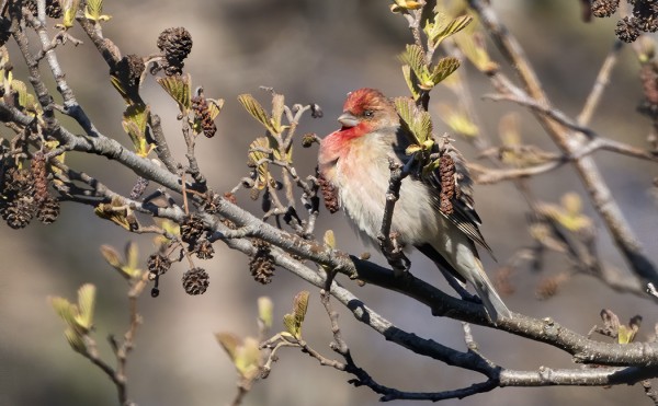PUNAVARPUSIA ON TULLUT VIELÄ HYVIN NIUKASTI