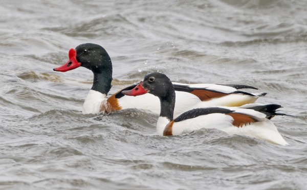 RISTISORSAPARI NÄYTTÄYTYY USEIN ÖSTERVIKILLÄ