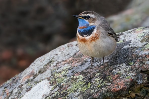 SINIRINNAT OVAT AINA YHTÄ HIENOJA