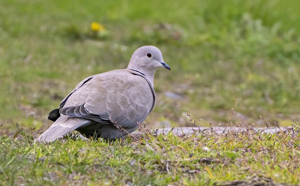 TURKINKYYHKYT PÄÄTYVÄT LÄHES AINA KOULUN PIHANURMELLE