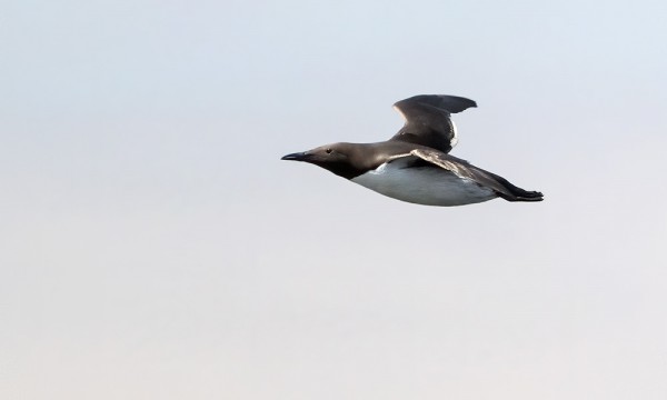 etelänkiisla_02_Korppoo_05_20