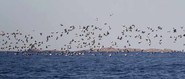 KOIRASHAAHKAPARVET OVAT KOMEAA KATSOTTAVAA
