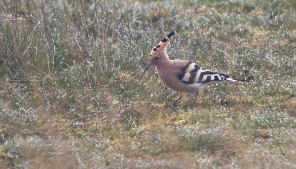 HARJALINTU ON UTÖSSÄ LÄHES JOKAVUOTINEN