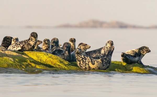 HARMAAHYLKEITÄ LILLAHARUNIN LÄHELLÄ