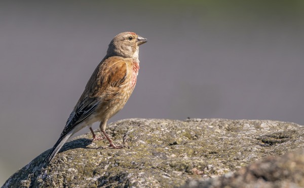 HEMPPOJA PESII 3 PARIA, OSALLA JO LENTOPOIKASET