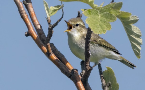 IDÄNUUNILINNUILLA OLI NORMAALI ESIINTYMINEN
