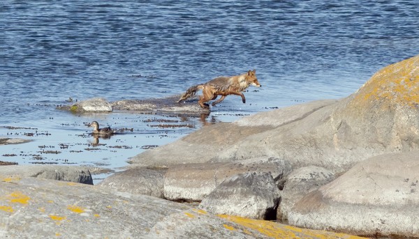 KETTU KÄY JOKA PÄIVÄ AAMIAISELLA LÄHEISELLÄ LINTUJEN PESIMÄLUODOLLA