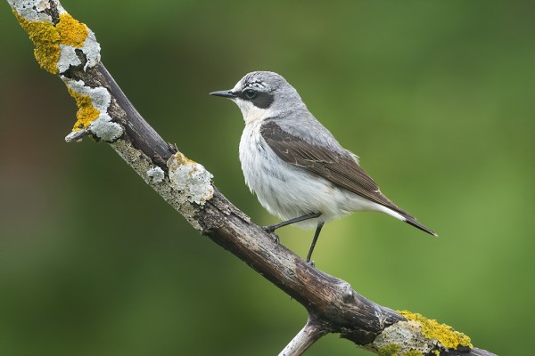 KIVITASKU ON UTÖN YLEISIMPIÄ PESIMÄLAJEJA