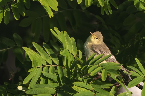 KULTARINTOJA TAITAA TAAS PESIÄ SAARESSA, EHKÄ KOLMEKIN REVIIRIÄ