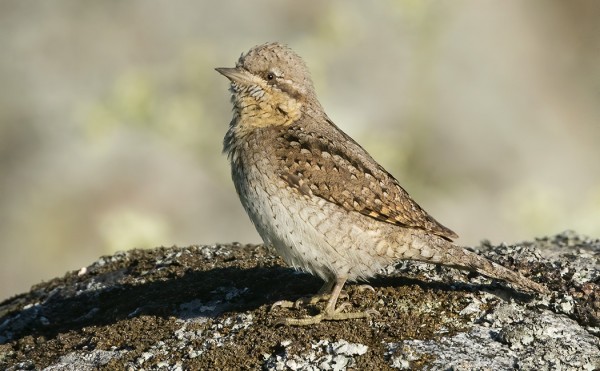 KÄENPIIKOJA PESII UTÖSSÄ 3 PARIA
