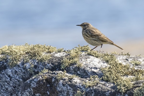 LUOTOKIRVISIÄ PESII 3 PARIA PÄÄSAAREN TUNTUMASSA