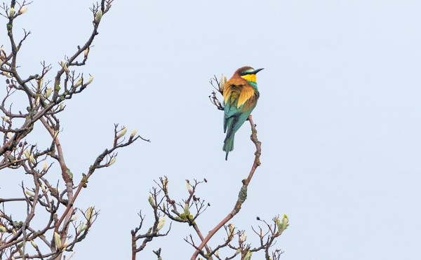 MEHILÄISSYÖJÄ OLI TÄNÄ KEVÄÄNÄ SAARESSA KAHTEEN OTTEESEEN