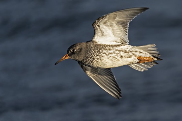 merisirri_31_Korppoo_01_20