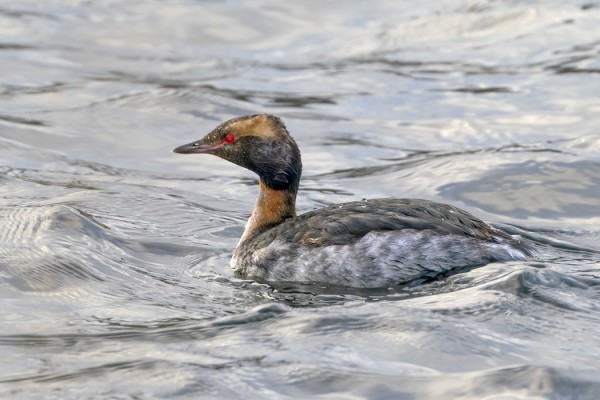 MERISIRREJÄ OLI RUNSAASTI JA HELMIKUINEN MUSTAKURKKU-UIKKU YLLÄTTI