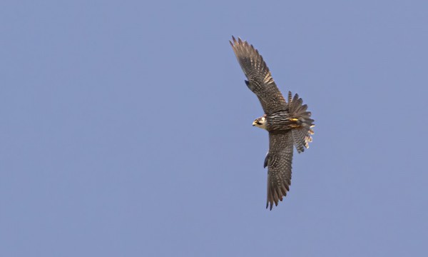 NUOLIHAUKKA KÄVÄISEE AJOITTAIN SAARELLA