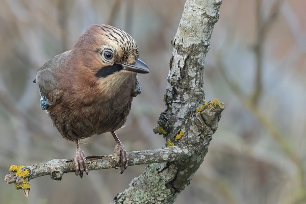 NÄRHIÄ TALVEHTI UTÖSSÄ - ENSI KERTAA SAAREN HISTORIASSA