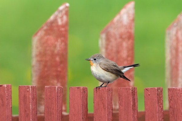 PIKKUSIEPPOJEN MUUTTO KESTI TAVANOMAISTA MYÖHEMPÄÄN