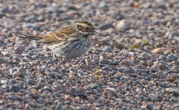 TALVEHTINUT PIKKUSIRKKU VIIPYI SAARESSA 18.4. SAAKKA