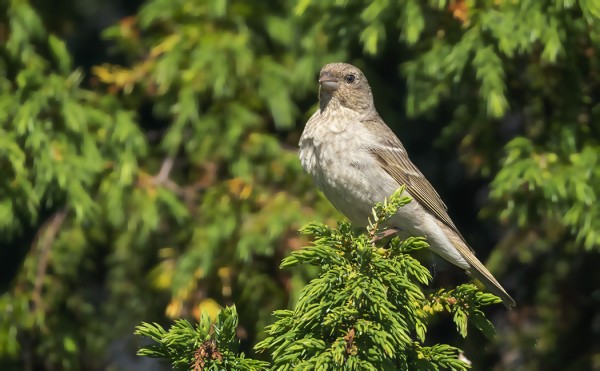 KAIKKI VIELÄ VIHELTELEVÄT PUNAVARPUSET OVAT NUORIA KOIRAITA
