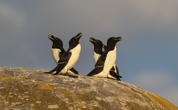 RUOKKIASETELMA GROPSKÄRILTÄ