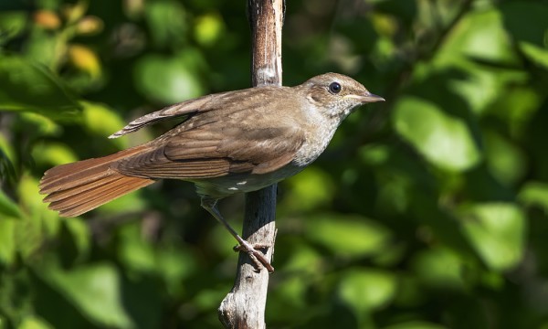 SATAKIELI OLESKELEE EDELLEEN SAUNALLAMME, ILMEISESTI PESII