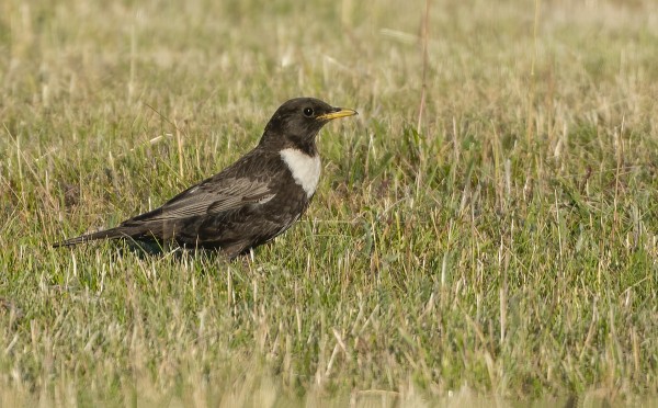 KESÄINEN SEPELRASTAS FUTISKENTÄLLÄ