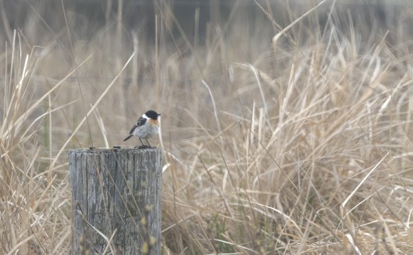 SEPELTASKU OLI TOISENA PERÄTTÄISENÄ KEVÄÄNÄ ITÄNIITYLLÄ