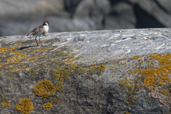 SUOKUKOT MUUTTAVAT JO ETELÄÄN