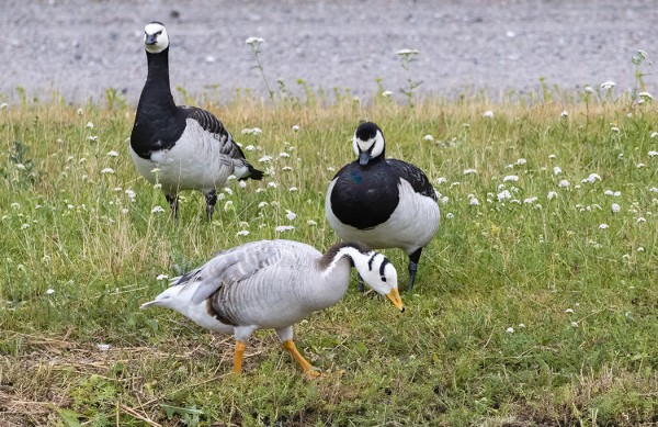 TIIBETINHANHI VIIHTYY VALKOPOSKIHANHIEN SEURASSA